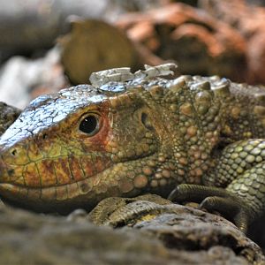 Northern Caiman Lizard