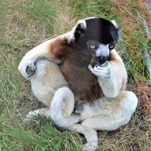 Crowned Sifaka (3)