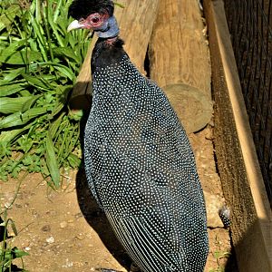 Crested Guineafowl (3)