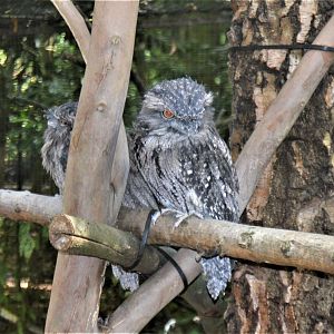 Tawny Frogmouth2
