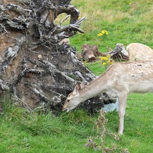 Bukhara Deer Calves
