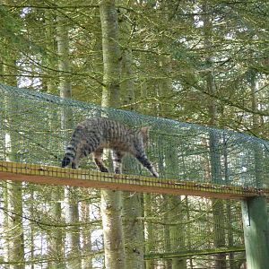 Scottish Wildcat in tunnel