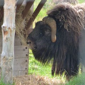 Musk Ox
