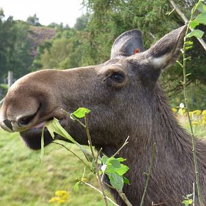 European Elk