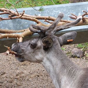 Forest Reindeer