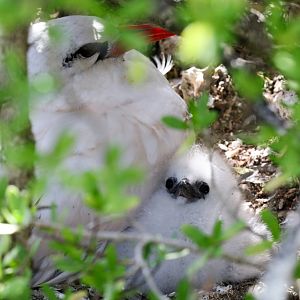 Red-tailed Tropicbird and chick