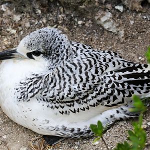 Juvenile Red-tailed Tropicbird
