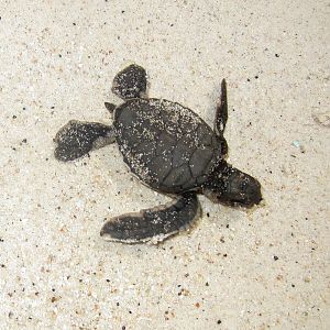 Green Turtle hatchling