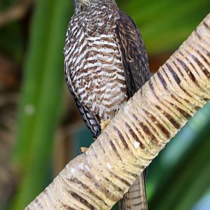 Christmas Island Goshawk, juvenile