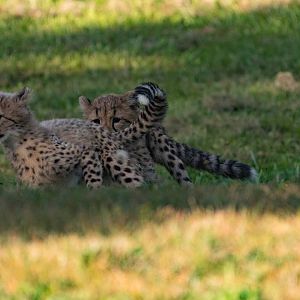 Cheetah Cubs
