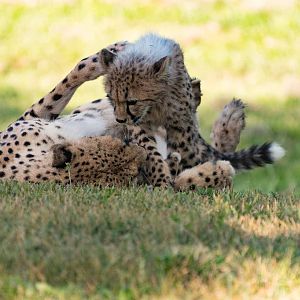 Cheetah Cubs