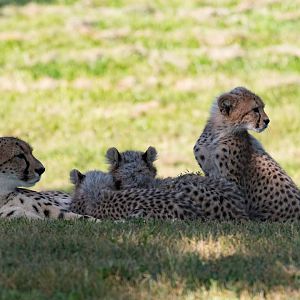 Cheetah Cubs