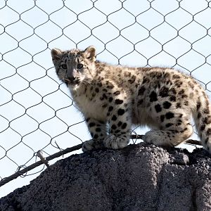 Snow Leopard Cub