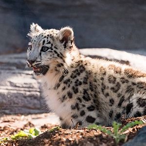 Snow Leopard Cub