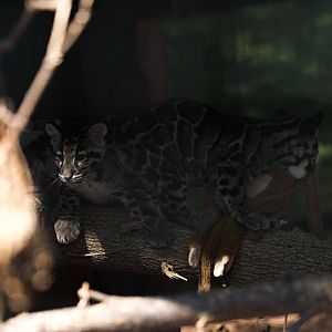 Clouded Leopard 05