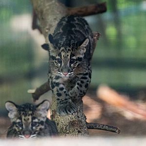 Clouded Leopard 06