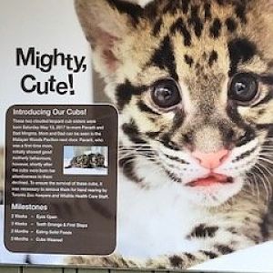 Clouded Leopard Signage