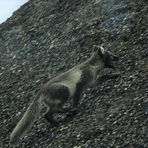 Arctic Fox - Alaska