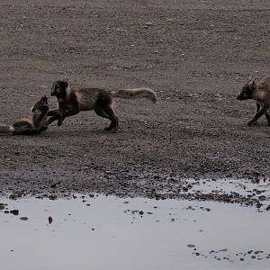 Arctic Fox Kits - Alaska