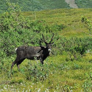 Caribou - Denali National Park - Alaska