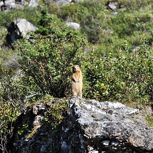Arctic Ground Squirrel - Denali National Park - Alaska