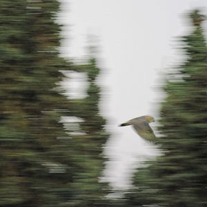 Great Horned Owl - Alaska