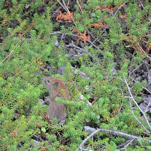 Northern Red-backed Vole - Denali National Park-Alaska