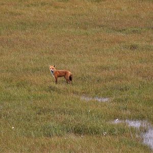 Red Fox - Alaska