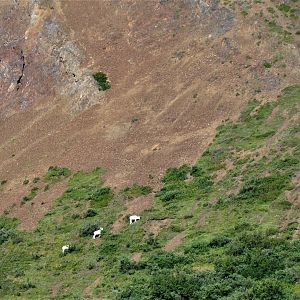 Dall Sheep - Denali National Park - Alaska