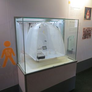 African Giant Mosquito exhibit in the BUGS