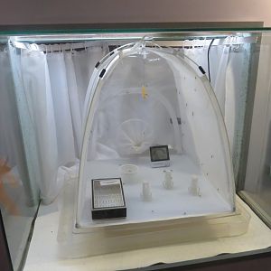 African Giant Mosquito exhibit in the BUGS