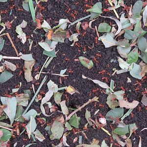 leafcutter ants