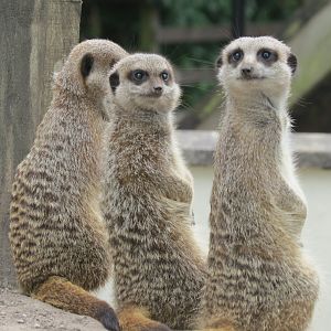 meerkats