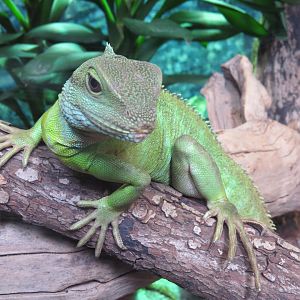 asian water dragon