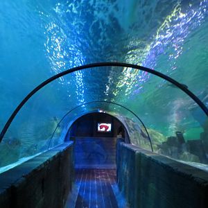 ocean tunnel