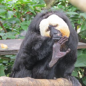 male saki monkey