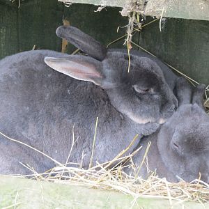 rabbits at petting zoo