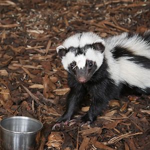 Zorilla at Cedars Nature Centre