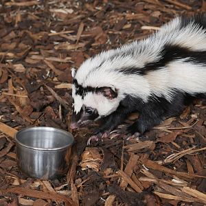 Zorilla at Cedars Nature Centre