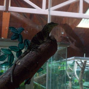Selvatura - Giant Banded Anole