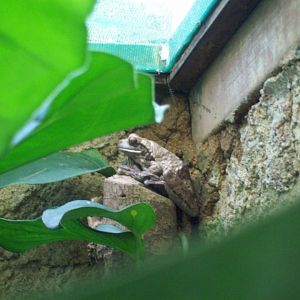 Ranario de Monteverde - Pepper Tree Frog