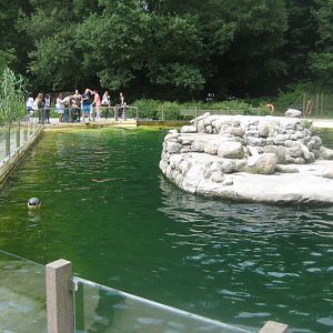 Rostock Zoo - Fur seal exhibit