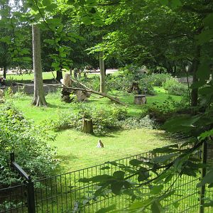 Rostock Zoo - Patas monkey exhibit