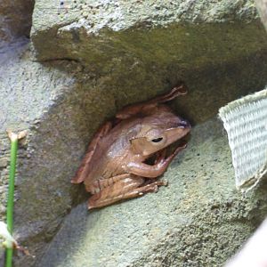 Borneo Eared Frog