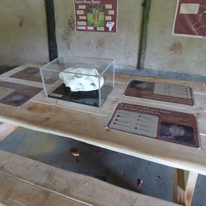 Lion education bench in Cheetah Yurt