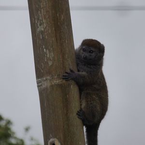 Gentle Lemur on the old Capuchin Island