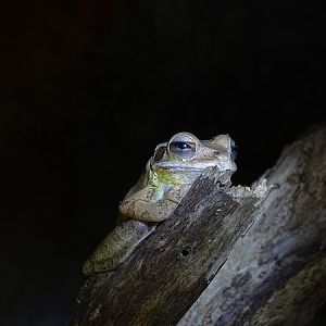 Mexican Tree Frog (Smilisca baudinii)