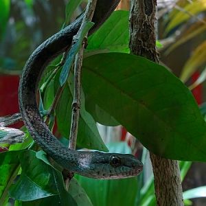 Salmon-bellied Racer (Mastigodryas melanolomus)