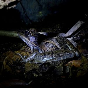 Peralta Frog (Lithobates taylori)