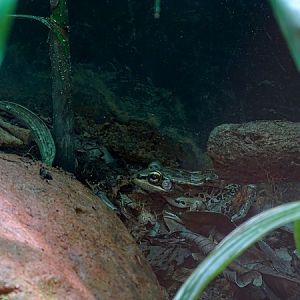 Vaillaint's frog (Lithobates vaillanti)
